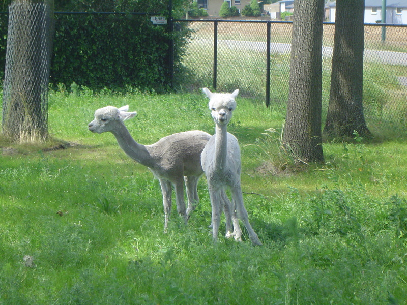 Lamas